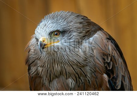 Portrait  (milvus Migrans) Is A Medium-sized Bird Of Prey In The Family Accipitridae