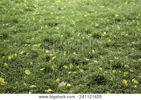 Petals Yellow Flower On Green Grass In Summer, Stock Photo