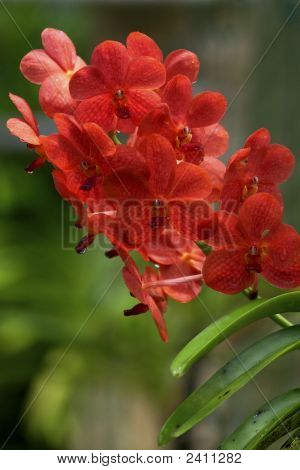 Vanda orchidea
