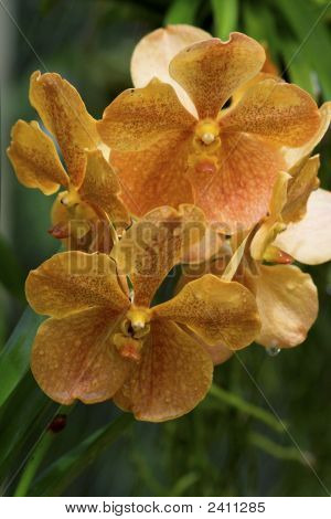 Vanda orchidea