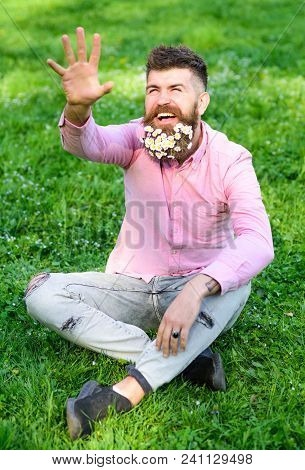 Springtime Concept. Bearded Man With Daisy Flowers Sits On Grassplot, Grass Background. Man With Bea
