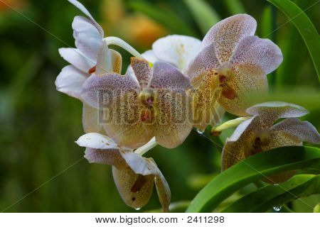 Vanda orchidea