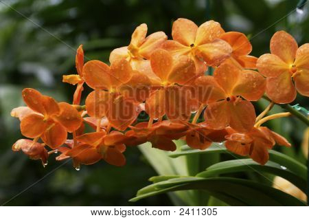 Vanda, orchidej