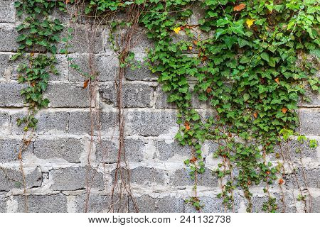 Green Ivy Plant Climb On Old White, Big Brick Wall Background