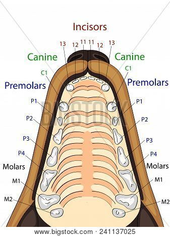 Anatomical Structure Of The Upper Jaw Of The Dog, The Location And The Name Of The Teeth Vector