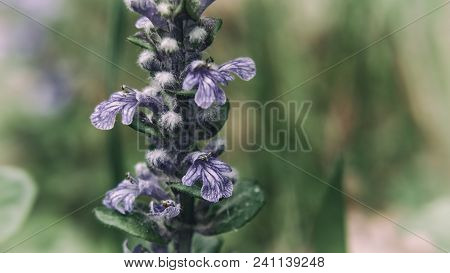 Bugleherb (ajuga Reptans) - A Flourishing Plant In The Forest