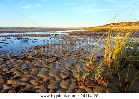 Cape Cod