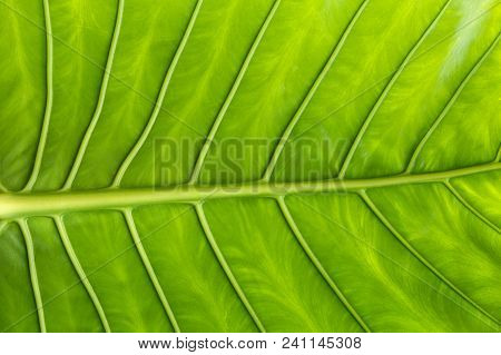 Green Tropical Leaf In Close Up With Structered Lines