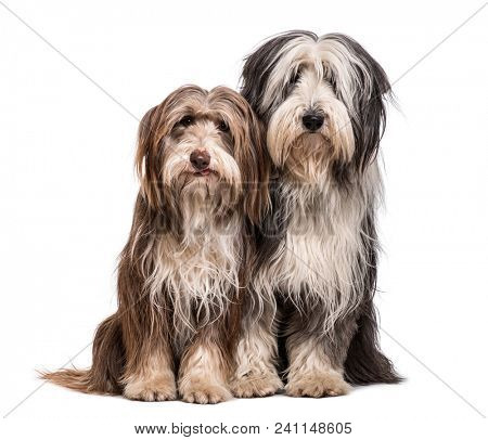 Bearded Collie dogs sitting together against white background