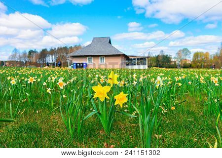 Field With Tulip Flowers At Druskonis Lake In Druskininkai, Lithuania. Spring