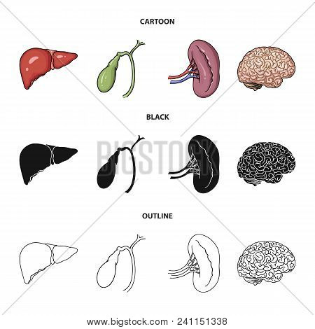 Liver, Gallbladder, Kidney, Brain. Human Organs Set Collection Icons In Cartoon, Black, Outline Styl
