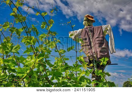 Scarecrow That Protects A Vineyard Field