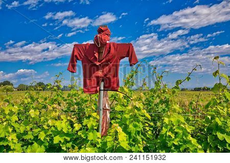 Scarecrow That Protects A Vineyard Field