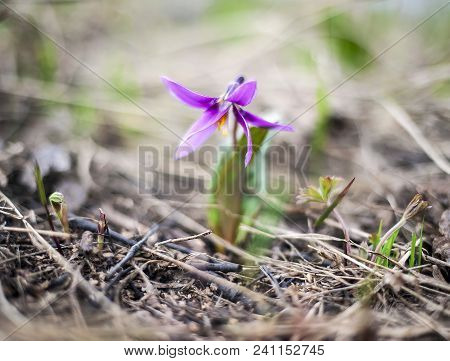 The First Spring Flowers Erythronium (dens Canis, Kandyk). Purple Fragrant Flowers, Green Grass. Gen