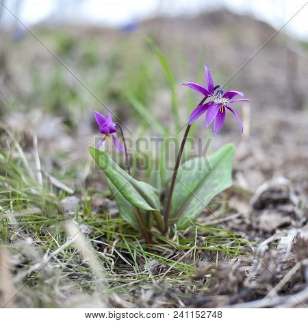 The First Spring Flowers Erythronium (dens Canis, Kandyk). Purple Fragrant Flowers, Green Grass. Gen