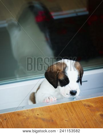 Saint Bernard Puppy Playing In Breeding Kennel At Martigny, Near The Great St. Bernard Pass In The A
