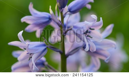 Campanula Rotundifolia Or Bluebell Or Harebell Blue Flowers