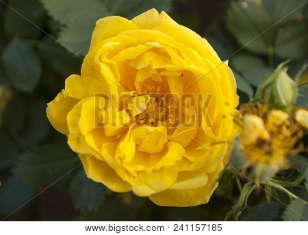 Close Up Beautiful Yellow Rose With Many Layers Of Petals.