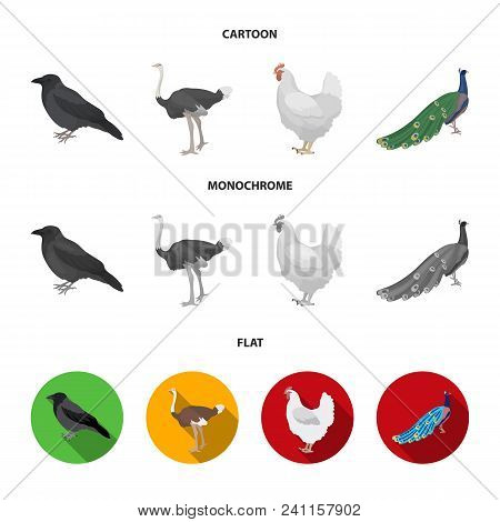 Crow, Ostrich, Chicken, Peacock. Birds Set Collection Icons In Cartoon, Flat, Monochrome Style Vecto