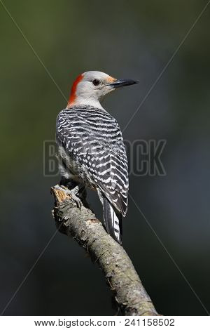 Female Red-bellied Woodpecker (melanerpes Carolinus) Perched On A Tree Branch - Lambton Shores, Onta