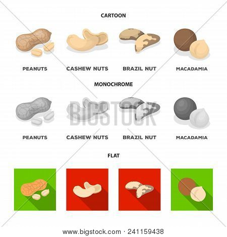Peanuts, Cashews, Brazil Nuts, Macadamia.different Kinds Of Nuts Set Collection Icons In Cartoon, Fl