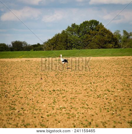 This Is A Stork Looking For Food In The Field