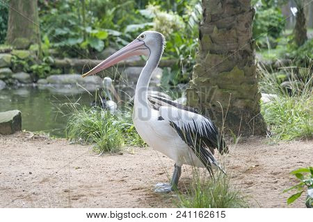 Great White Pelican, Rosy Pelican Or White Pelican.
