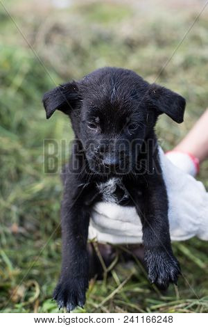 A Volonteer Is Holding A Homeless Puppy. Abandoned Puppy From A Shelter Hopes To Find Its New Home. 