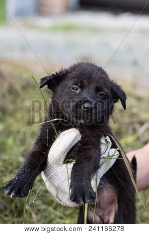 A Volonteer Is Holding A Homeless Puppy. Abandoned Puppy From A Shelter Hopes To Find Its New Home.
