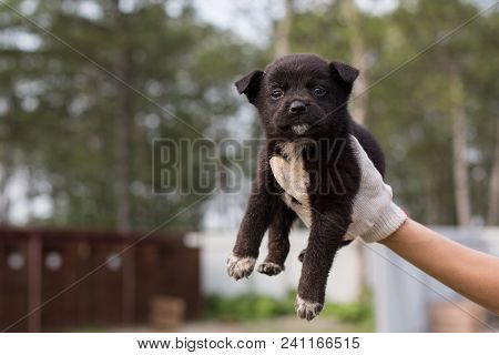 A Volonteer Is Holding A Homeless Puppy. Abandoned Puppy From A Shelter Hopes To Find Its New Home. 