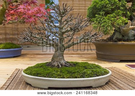 Bonsai - Trident Maple (acer Buergerianum). Age - About 30 Years. Exhibition Of Bonsai In Aptekarsky