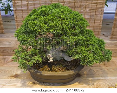 Bonsai - Chinese Juniper (juniperus Chinensis). Age - About 70 Years. Exhibition Of Bonsai In Apteka