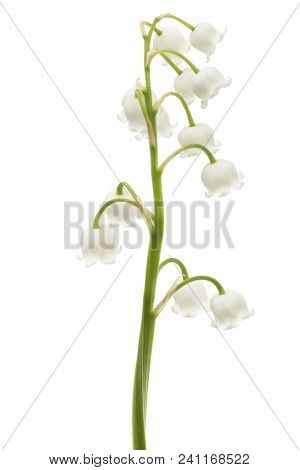 White Flower Of Lily Of The Valley, Lat. Convallaria Majalis, Isolated On White