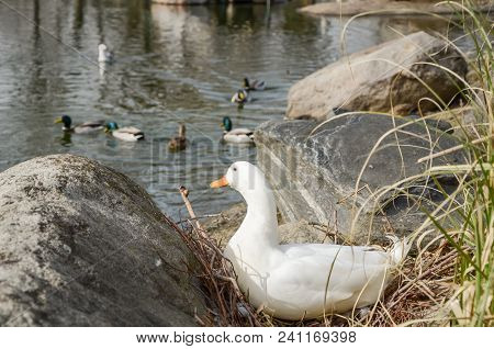 White And Lonely Duck Are Looking From Afar To The Floating Ducks In The Water.