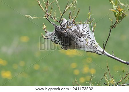 Eastern Tent Caterpillars Inside Silky Nest -malacosoma Americanum, In The Early Stage Of Growth In 
