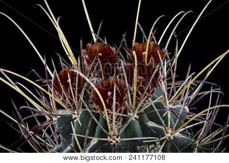 Cactus Glandulicactus Uncinatus Wrightii With Flower Isolated On Black