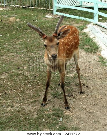 Junge, fleckig Hirsch im Rostower Zoo.