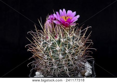 Cactus Sclerocactus Parviflorus With Flower Isolated On Black.