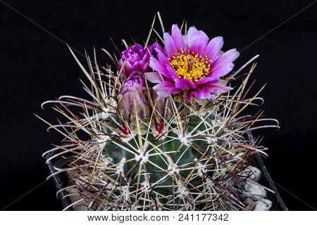 Cactus Sclerocactus Parviflorus With Flower Isolated On Black.