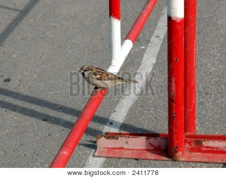 Spatz auf ein Drehkreuz.