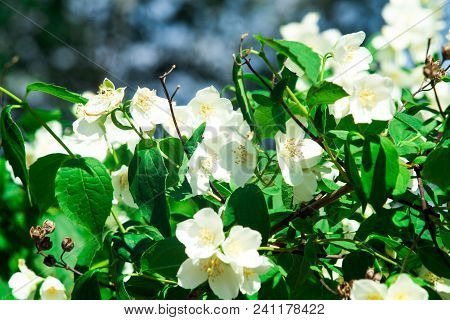 Jasmine Flower Branch. Close-up Flowers In A Garden. Jasmine Flowers Blossoming On Bush In Sunny Day
