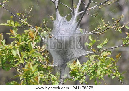 Eastern Tent Caterpillars Inside Silky Nest (malacosoma Americanum), In The Early Stage Of Growth In