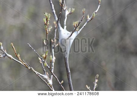 Eastern Tent Caterpillars Inside Silky Nest (malacosoma Americanum), In The Early Stage Of Growth In