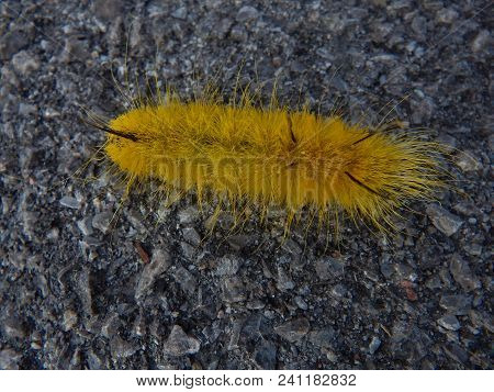 Bright Yellow Canadian Caterpillar On Gravel Pavement