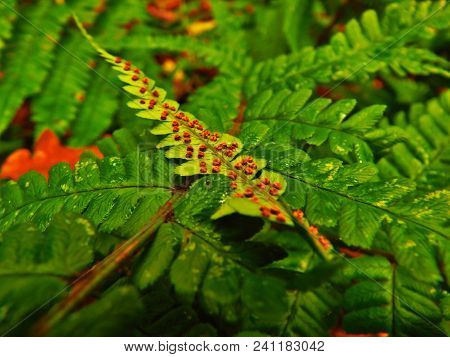 Brown Fern Leaf On A Bed Of Green Ferns