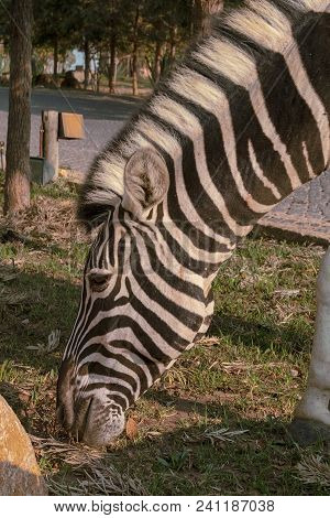 Zebra Eating Grass. Lubango. Angola.