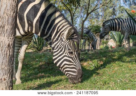 Zebra Eating Grass. Lubango. Angola.