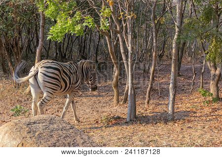 Zebra To Graze. Lubango. Angola.