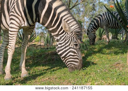 Zebras Eating Grass. Lubango. Angola.