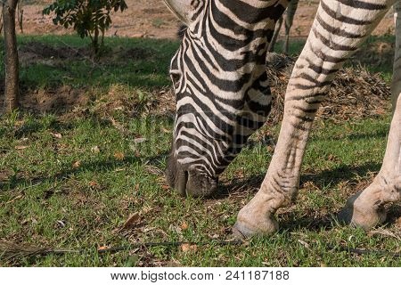 Zebra Eating Grass. Lubango. Angola.